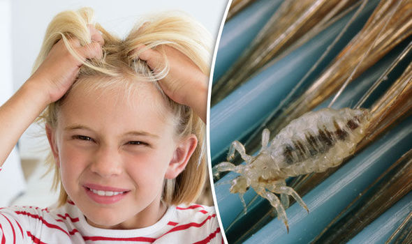 Does Cologne Kill Lice? What Smell Does Head Lice Dislike?