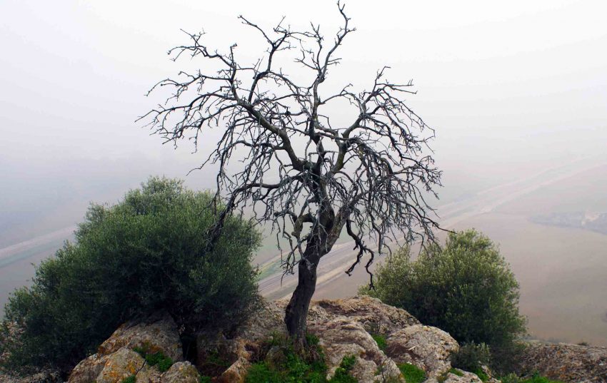 Is the Gargat Tree Present in Turkey? Where is the Gargat Tree Found?